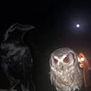 L-E (yoL_E_) profile picture - official artist image